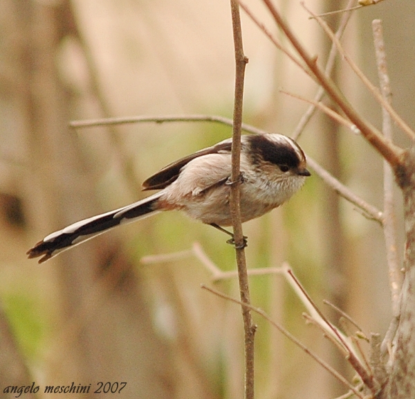 Codibugnolo - Aegithalos caudatus